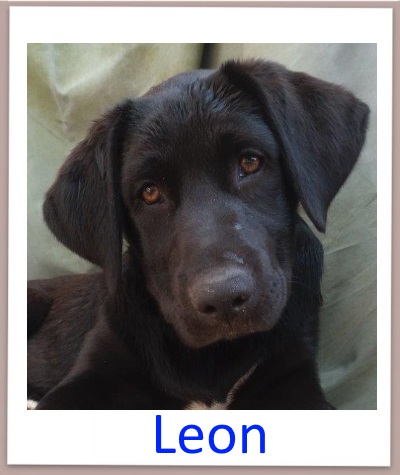 Leon1 prof