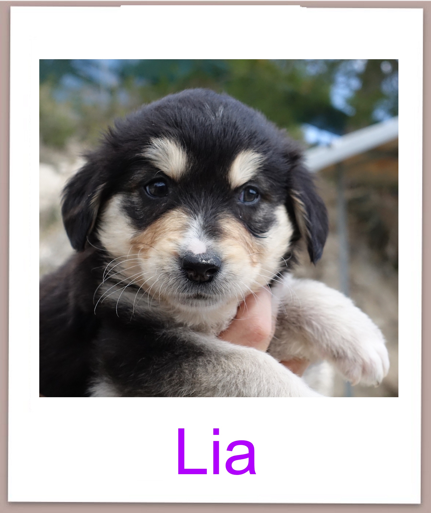 Lia prof