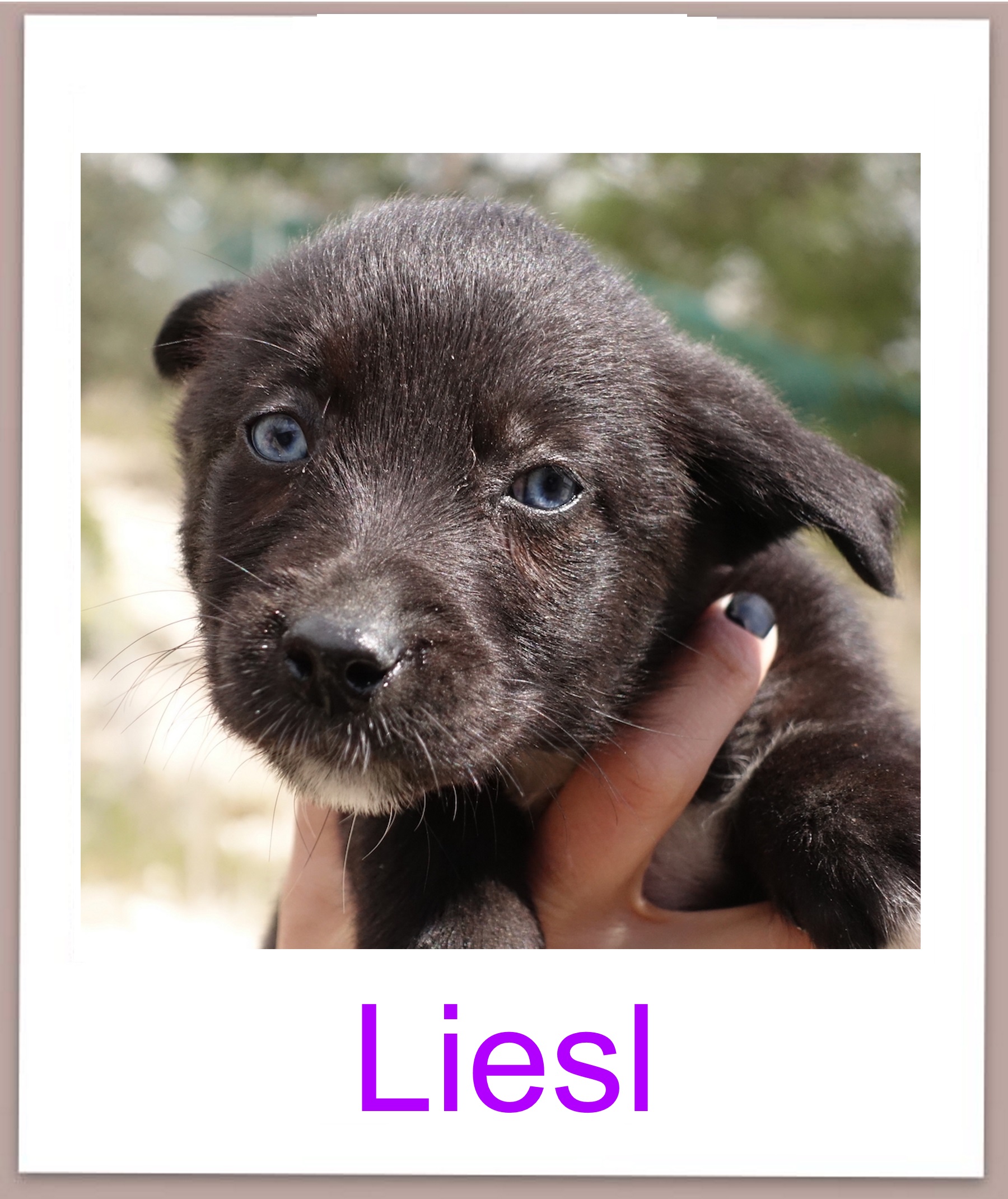 Liesl prof