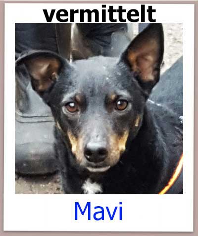 Notfellchen Mavi hat Leishmaniose und seine Familie in Deutschland gefunden.