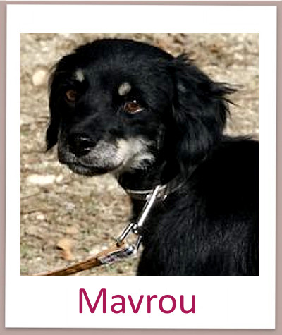 Mavrou prof n