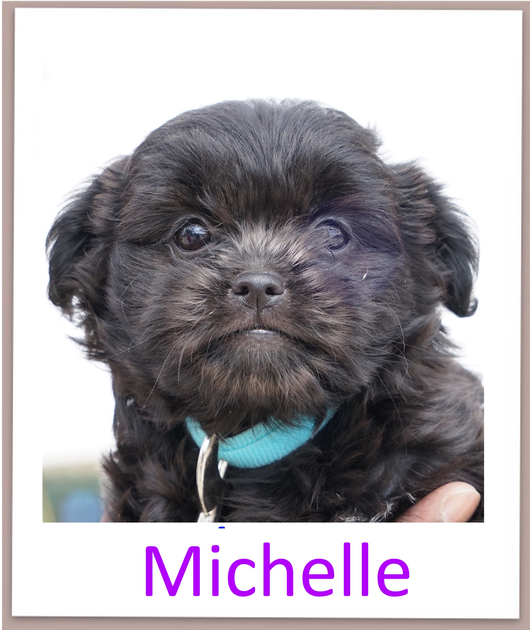 Michelle prof
