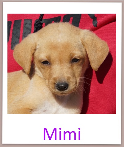 Mimi prof