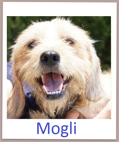 Mogli prof