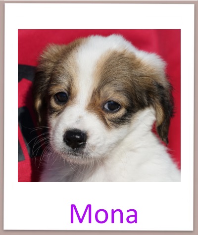 Mona prof