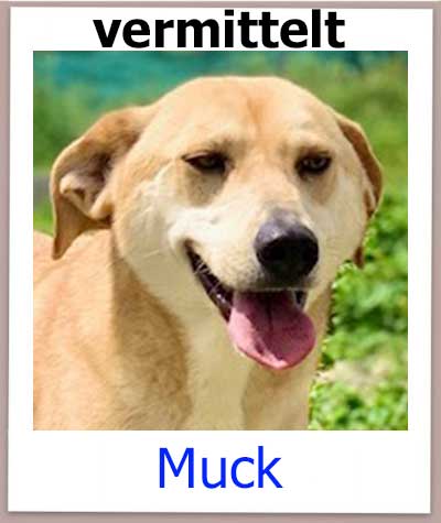 Muck Tierschutz Zypern Hund vermittelt 2