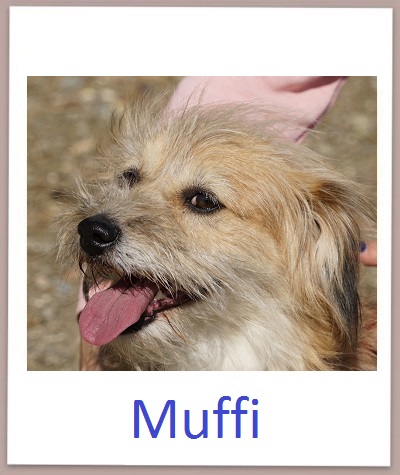 Muffi prof2