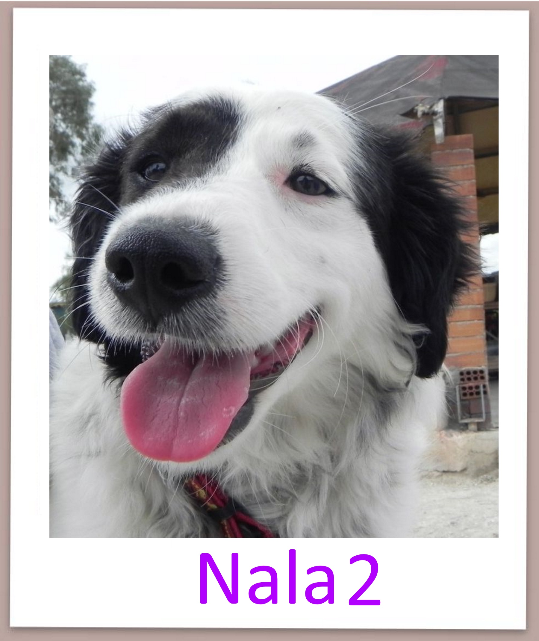 Nala2 profil