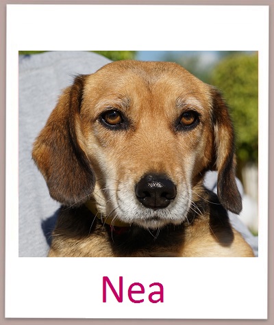 Nea prof