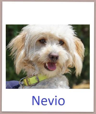 Nevio prof