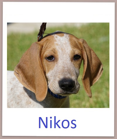 Nikos prof