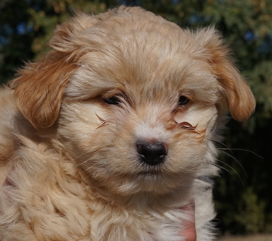 OprahProfil