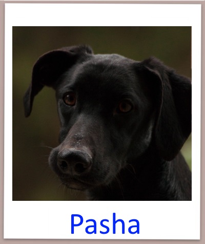 Pasha prof n