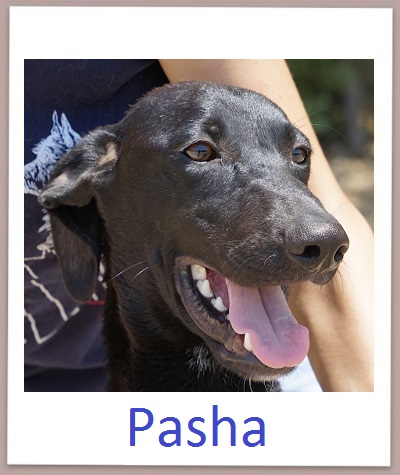 Pasha prof