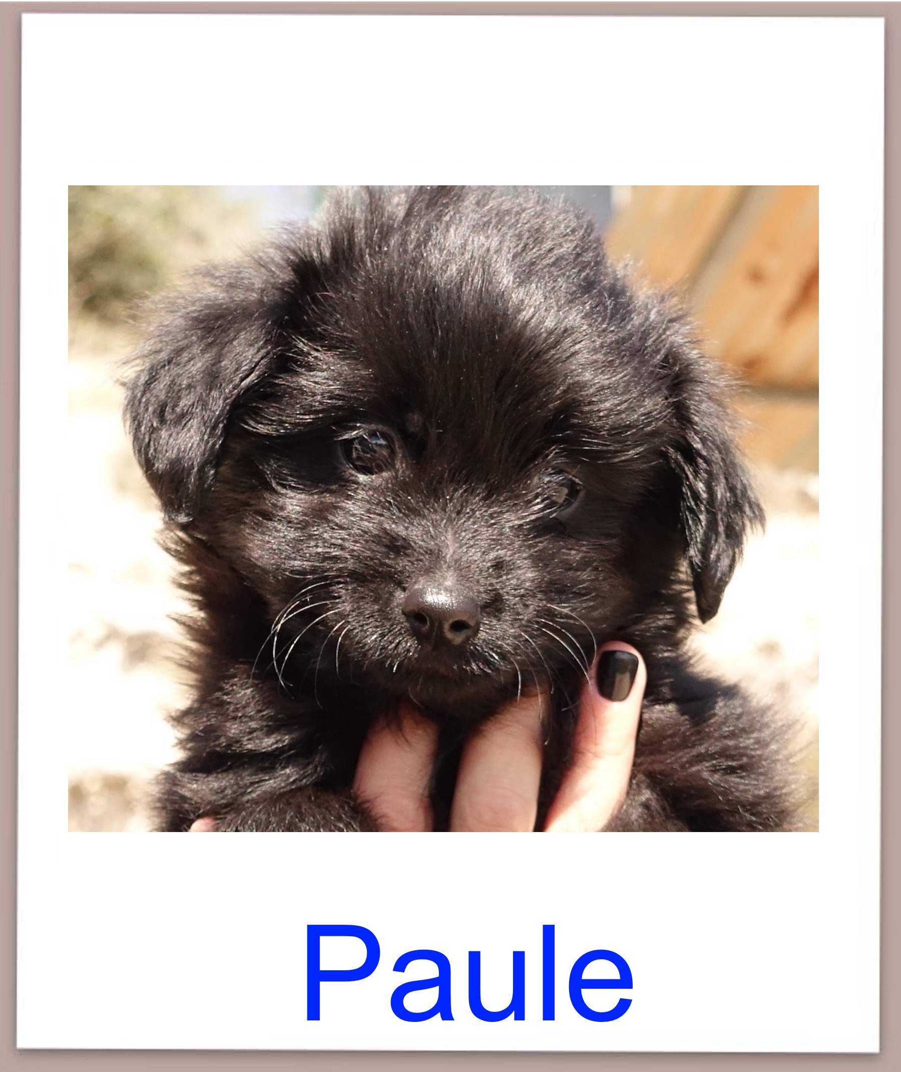 Paule prof