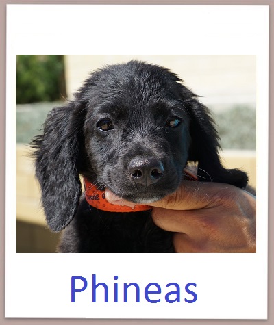 Phineas prof