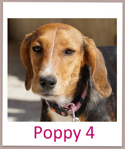 Poppy4 prof