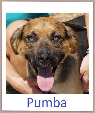Pumba prof