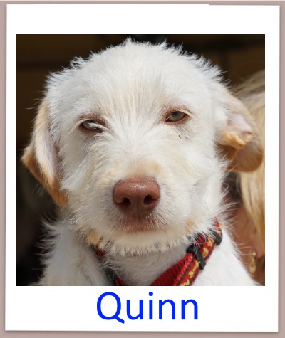 Quinn prof