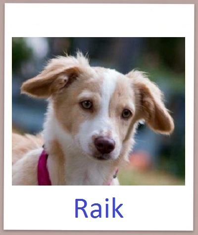 Raik prof neu