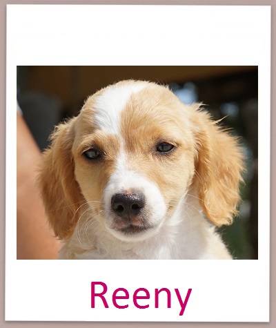 Reeny prof