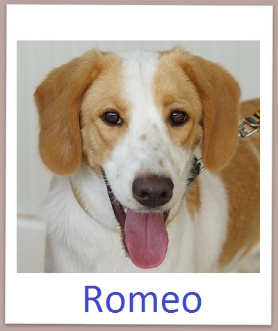 Romeo prof