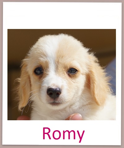Romy prof
