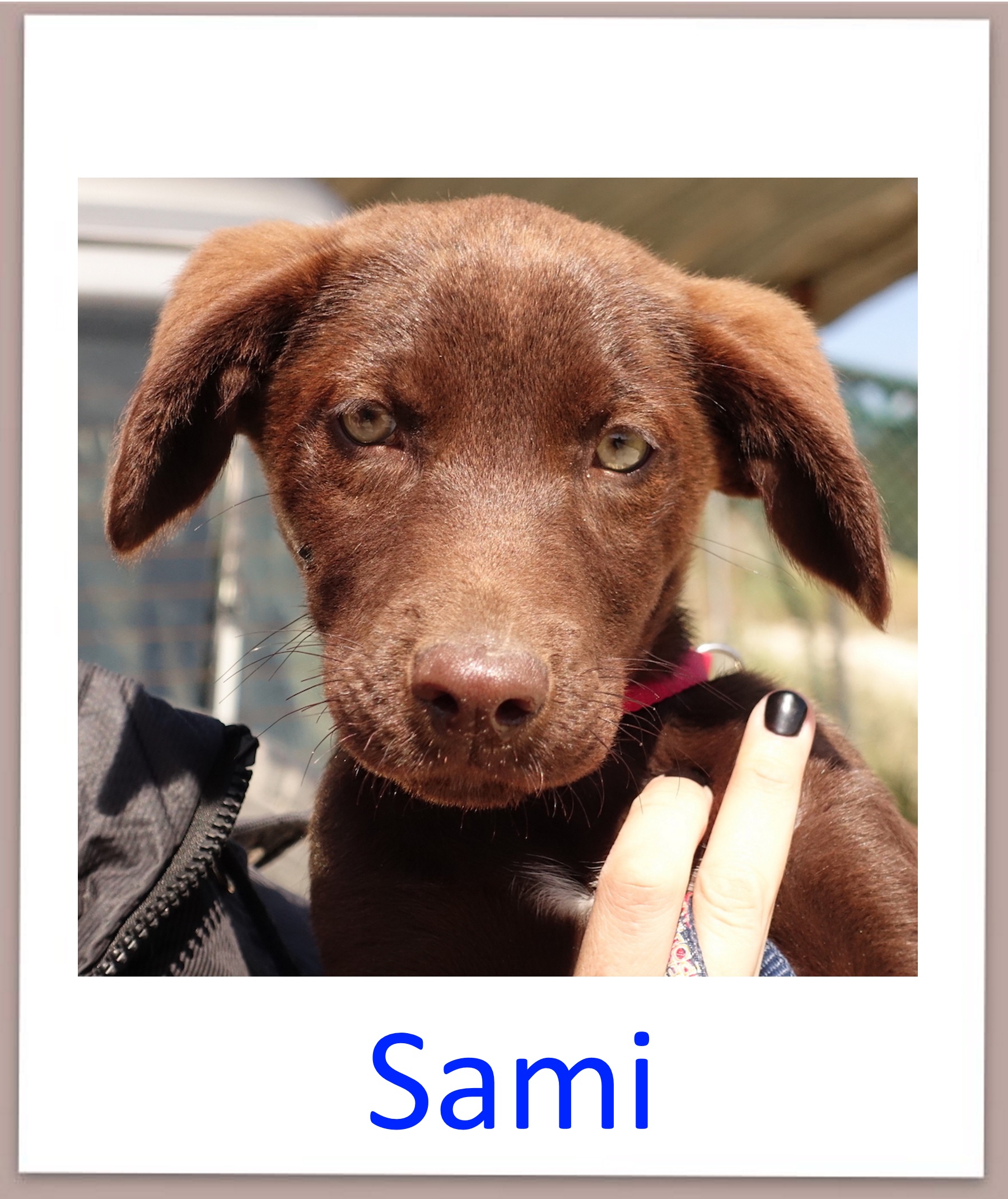 Sami profi