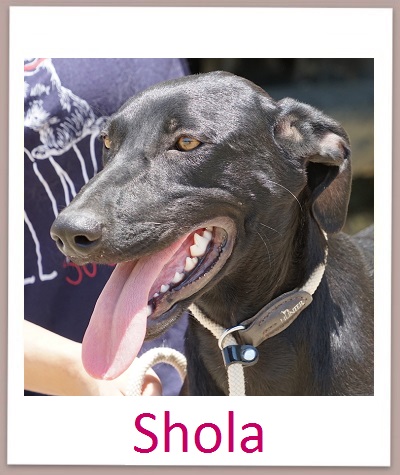 Shola prof