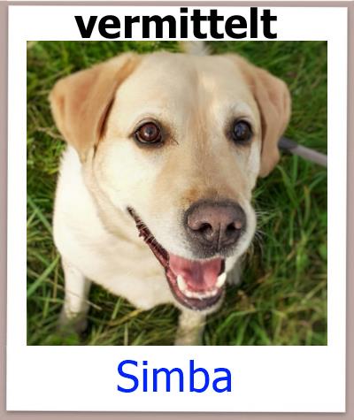 Simba Tierschutz Zypern Hund vermittelt