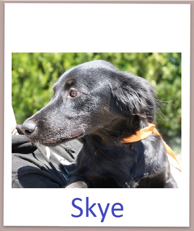 Skye prof