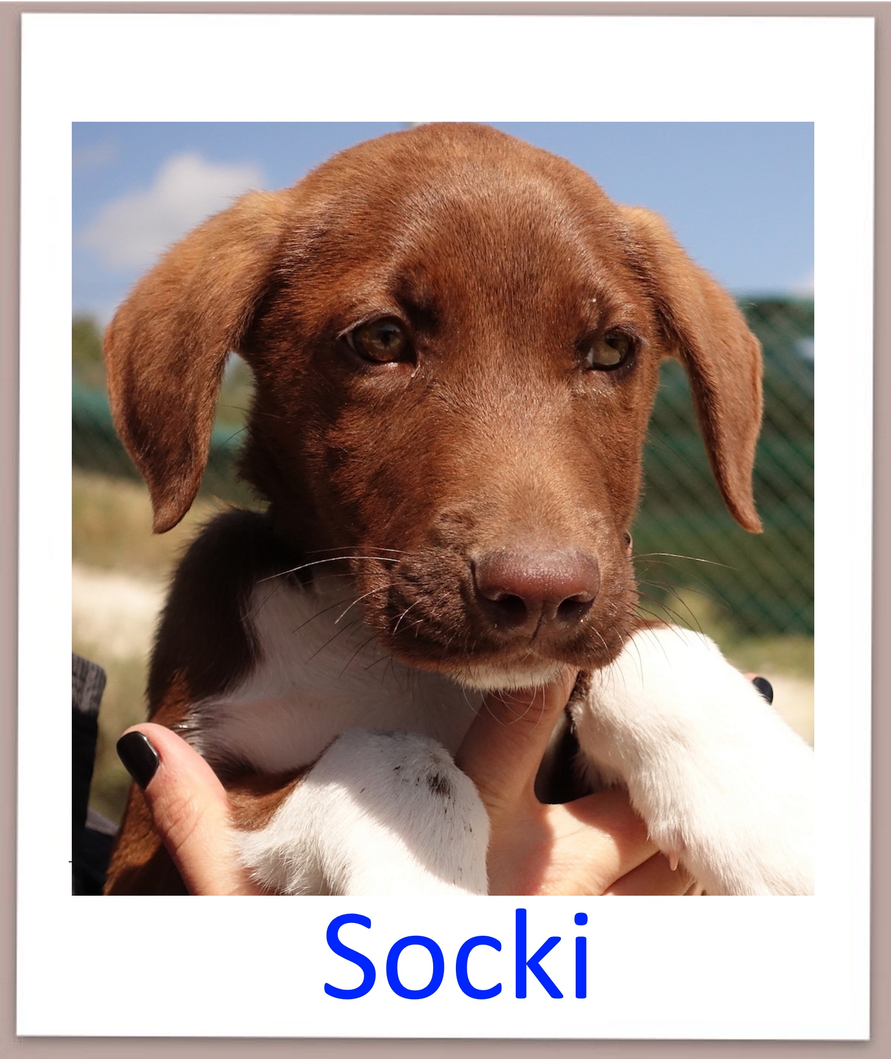 Socki prof