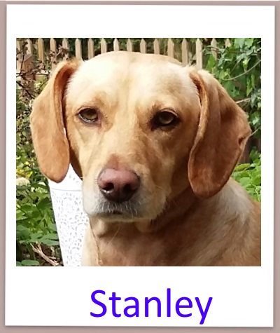 Stanley prof n