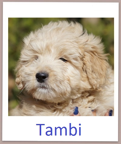 Tambi prof
