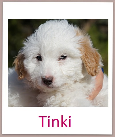 Tinki prof