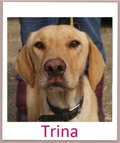 Trina prof