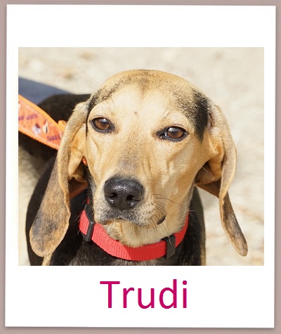 Trudi prof