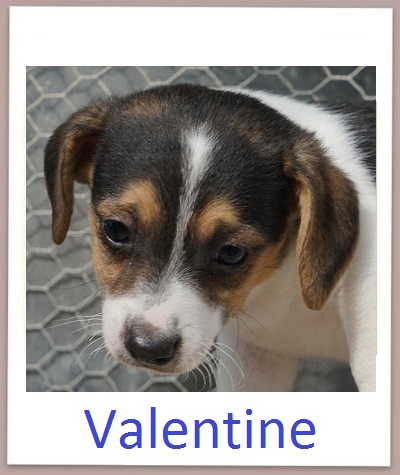 Valentine prof