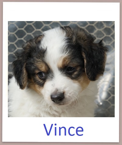 Vince prof