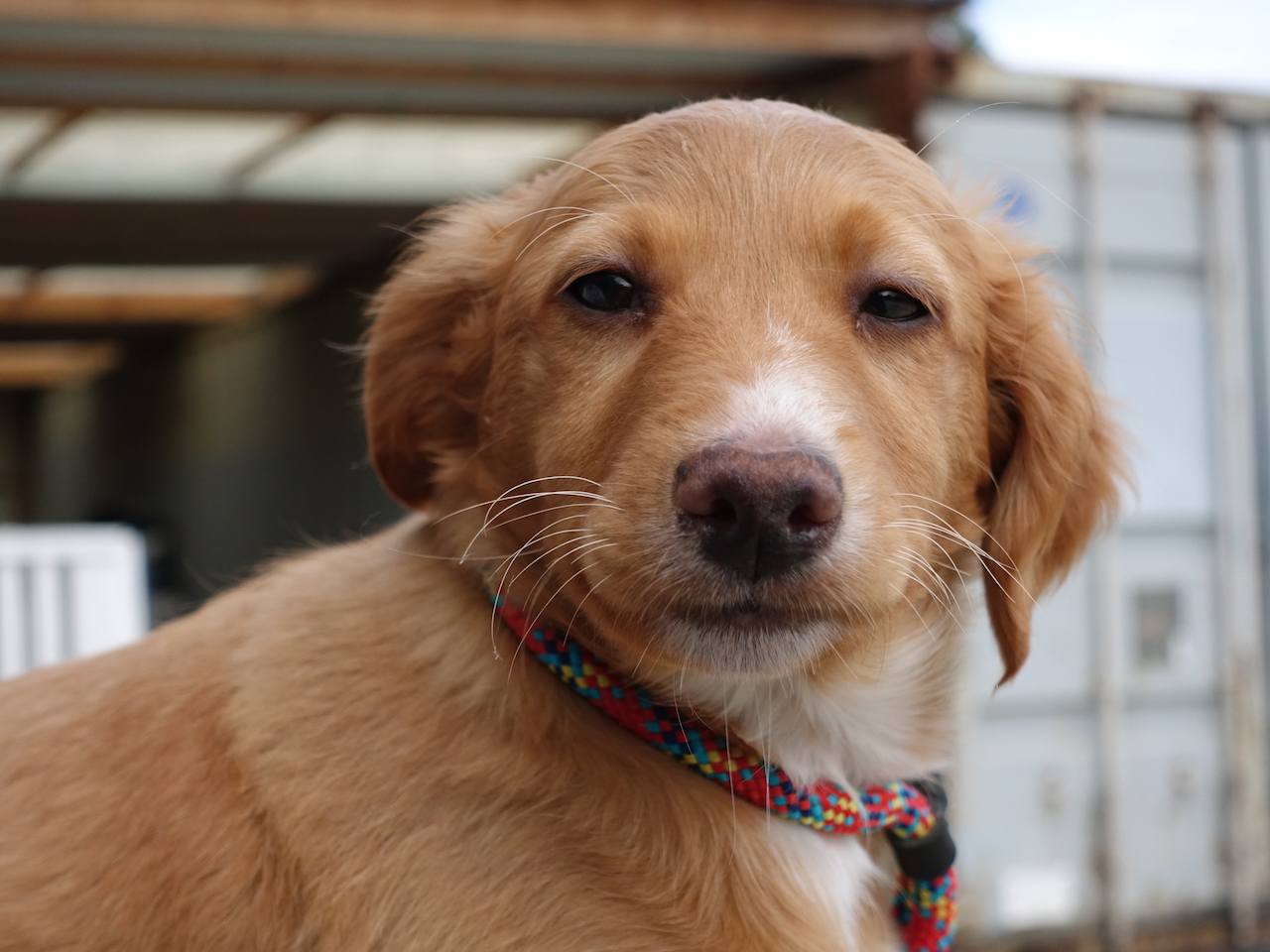 Watson profil
