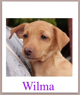 Wilma mini