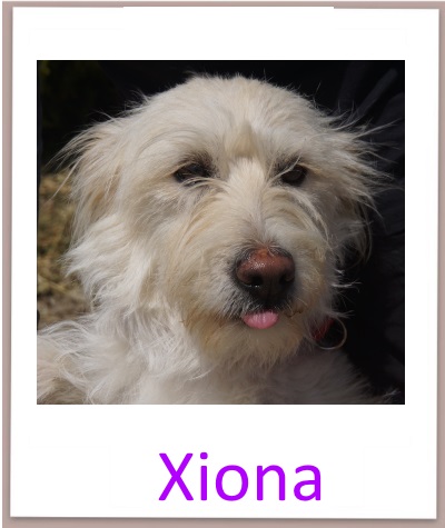 Xiona prof