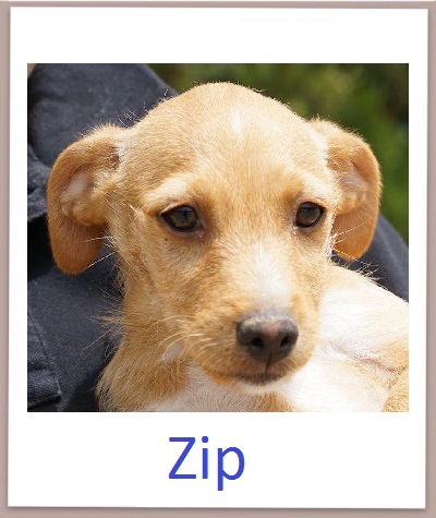 Zip prof