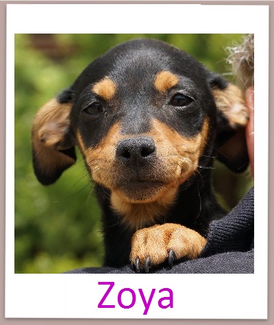 Zoya prof