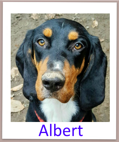 albert prof n