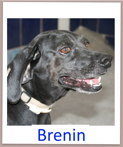 brenin prof