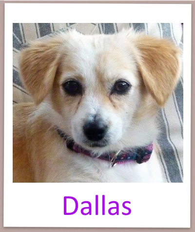 dallas prof n