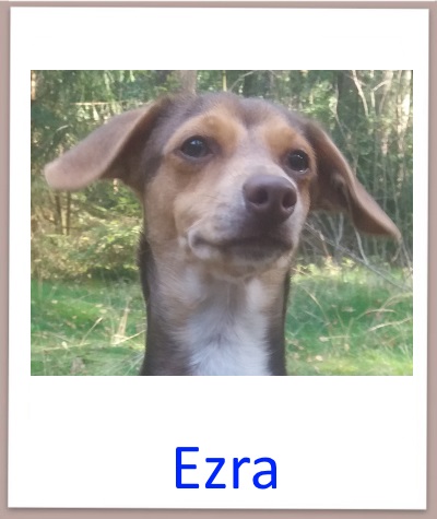ezra prof n