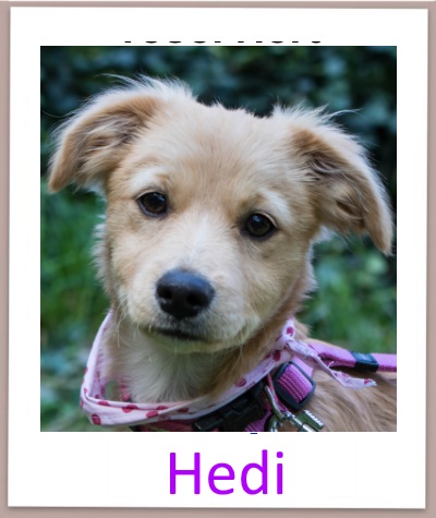 hedi prof n