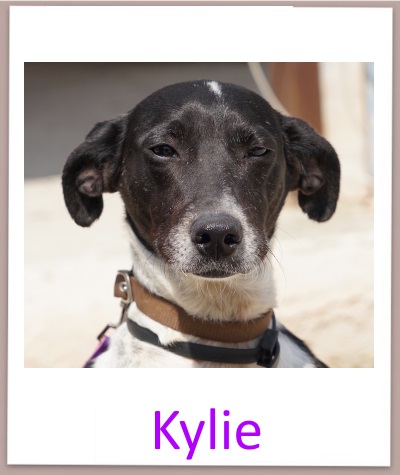 kylie prof